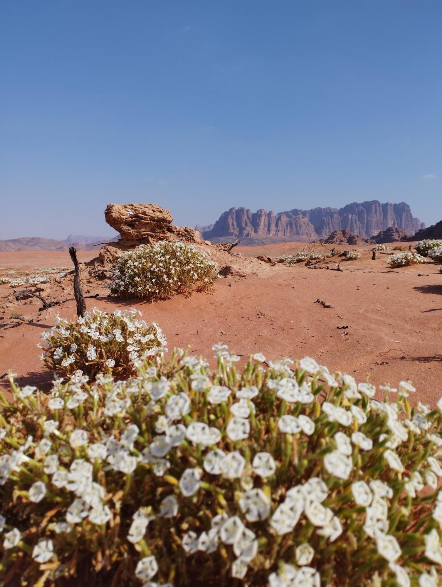 Hotel Wadi Rum Sand Delight Camp Extérieur photo